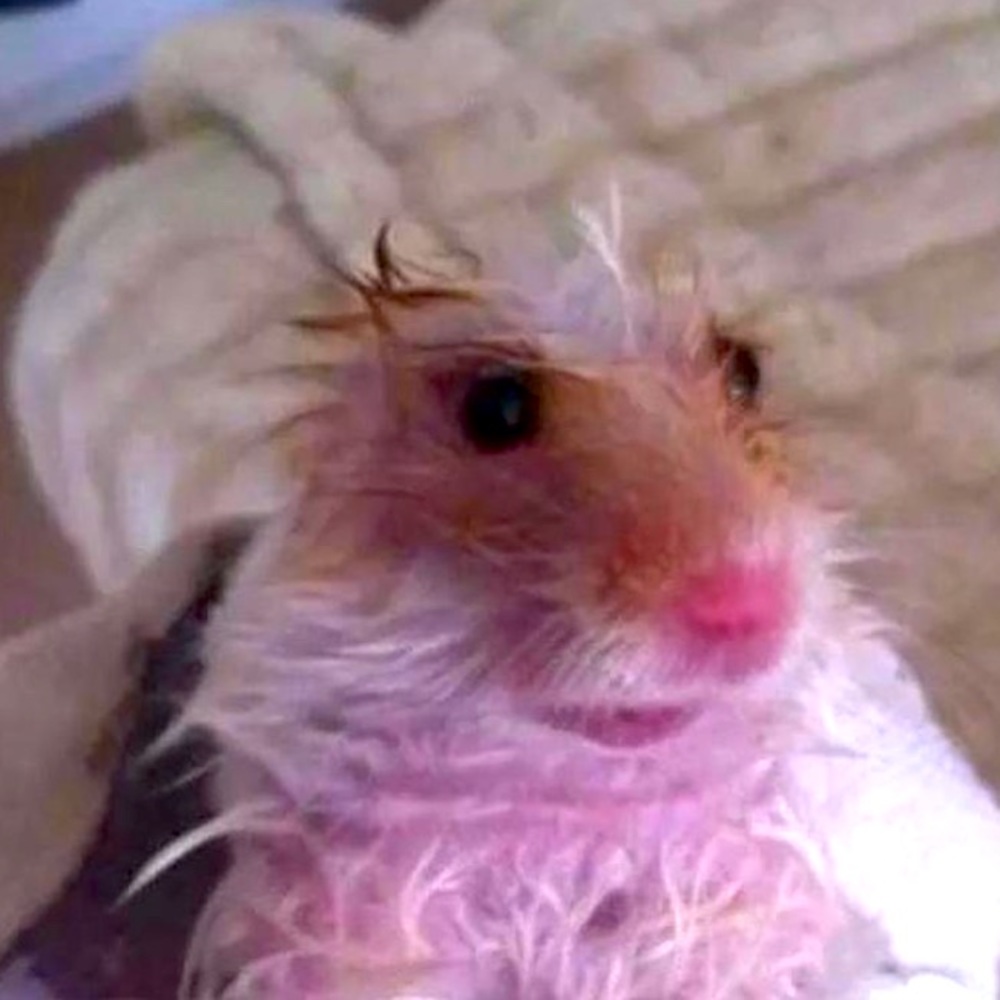 Meet your Posher, Alyese